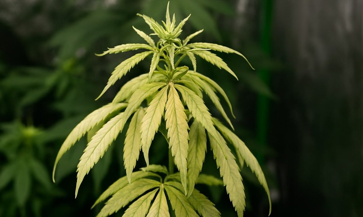 Как понять, что растению не хватает света