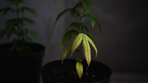 нехватка свет каннабиса