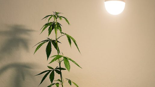 нехватка свет ганжа