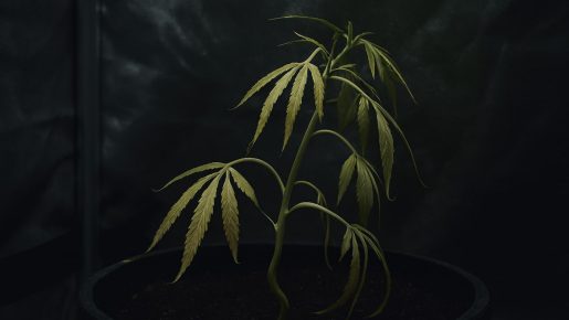 нехватка свет для каннабиса