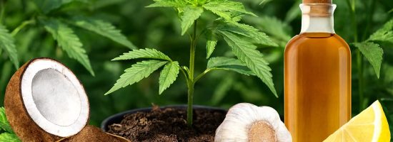 натуральные стимуляторы для марихуаны