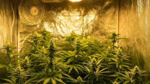 проветривание конопли в гроубоксе