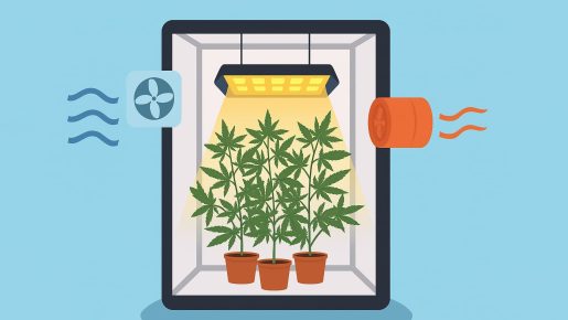 проветривание марихуаны в гроубоксе