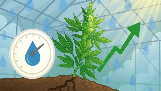 влажность и ганжа