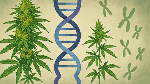 размер шишек ганжи