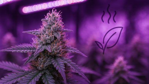 освещение для каннабиса