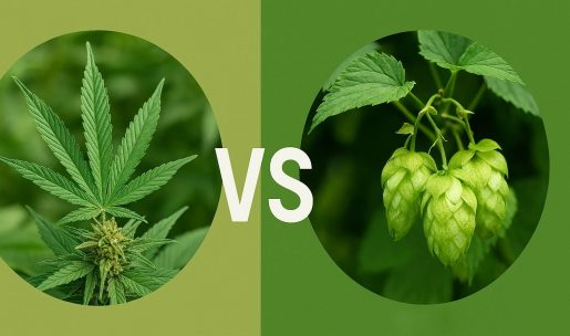 ганжа и хмель