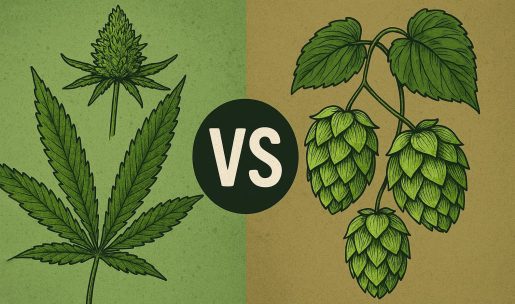 хмель и марихуана