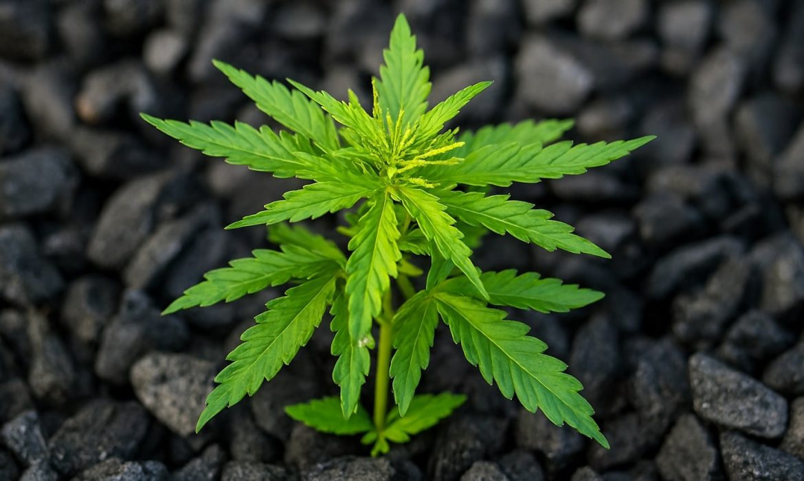 Выращивание каннабиса на биочаре: плюсы и минусы технологии