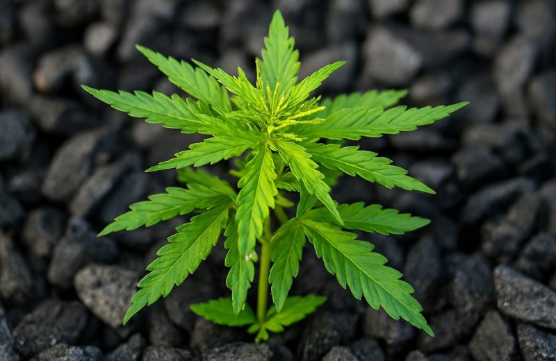 Выращивание каннабиса на биочаре: плюсы и минусы технологии