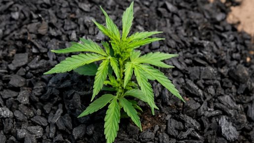 биочар каннабис