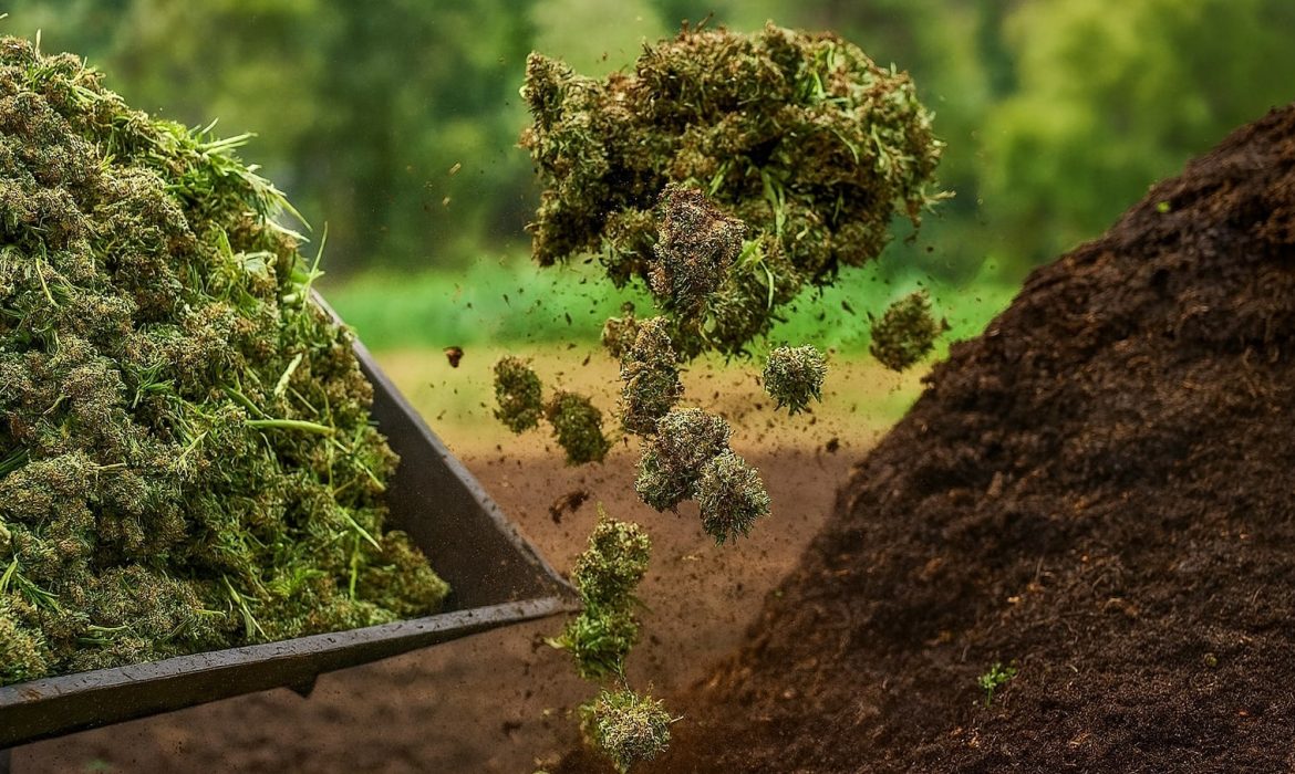 Компост из шишек: как переработать отходы после харвеста