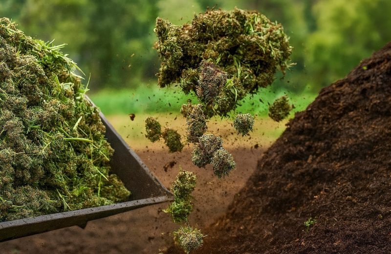 Компост из шишек: как переработать отходы после харвеста