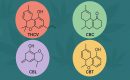 Редкие каннабиноиды, о которых почти никто не знает
