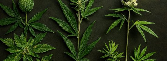 мутации ганжи