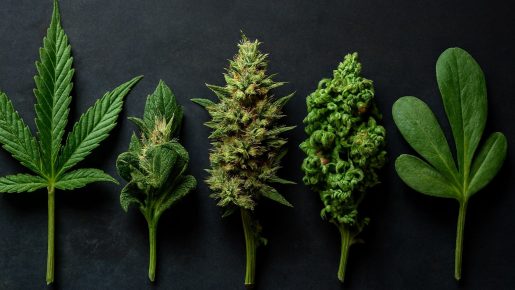 мутации каннабиса