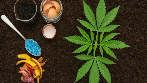 удобрения для ганжи