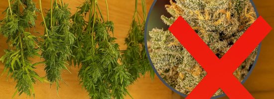 сушка шишек каннабиса