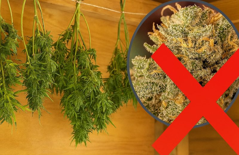 Ошибки при сушке, из-за которых теряется вкус и сила