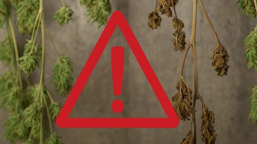 сушка конопли