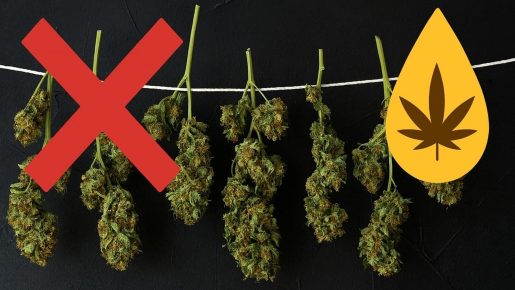 сушка каннабиса