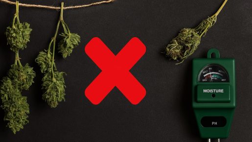 сушка ганжи