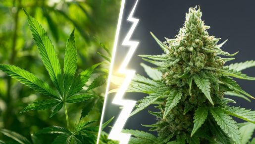 ландрейсы конопли