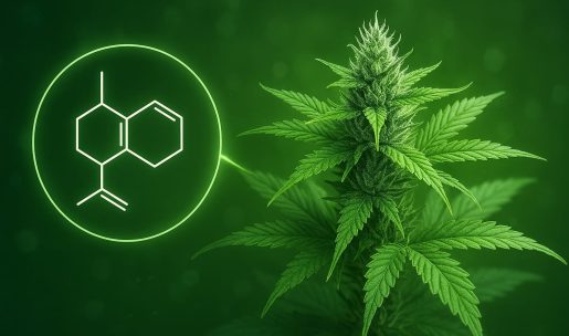 морфология марихуаны