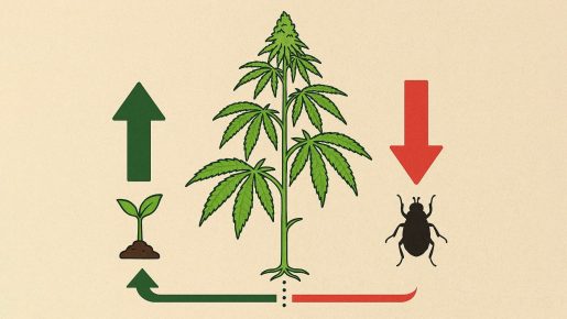 ресурсы марихуаны